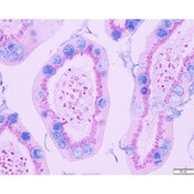 Tissue Control Slide